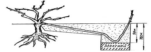 размножение винограда отводками