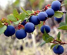 польза ирги