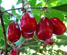 польза кизила