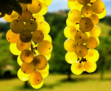 польза винограда