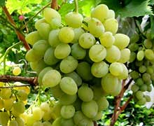 размножение винограда