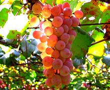 размножение винограда