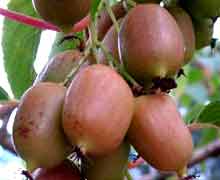 размножение актинидии