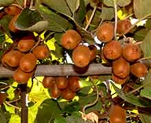 размножение актинидии