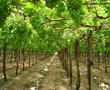 шпалера для винограда