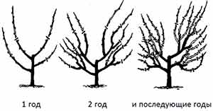 обрезать крыжовник