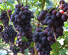 обрезка винограда