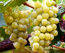 формировка винограда