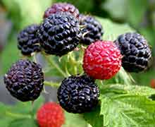 черная малина