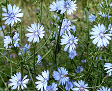 выращивание цикория