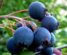 выращивание ирги