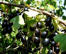 выращивание йошты