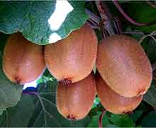 выращивание киви