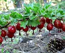 выращивание крыжовника