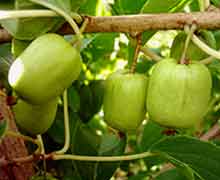 выращивание актинидии