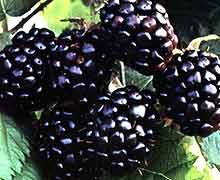 выращивание ежевики