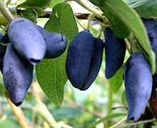 сорта жимолости