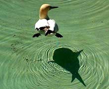 нейролингвистическое программирование