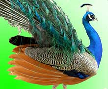 сделать картинку уникальной