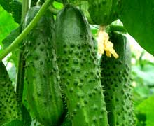 польза огурцов