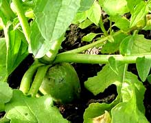 китайская редька лобо