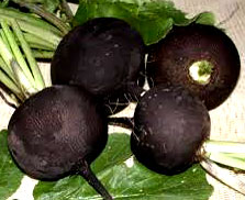 черная редька