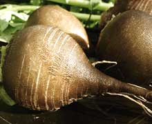 выращивание редьки