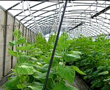 выращивание огурцов в теплицах