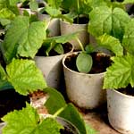 рассада огурцов