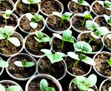 выращивание рассады огурцов