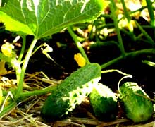 выращивание огурцов в открытом грунте