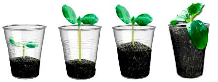 вырастить рассаду огурцов