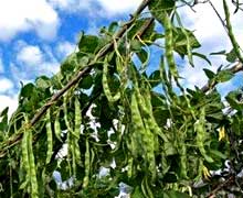 виды бобовых