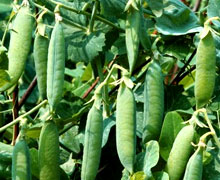 выращивание гороха