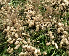 выращивание арахиса