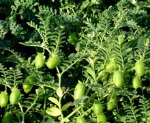 выращивание нута