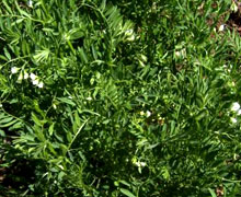 выращивание чечевицы