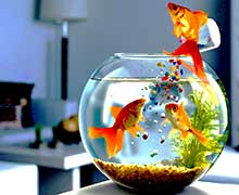 загрузить картинку в Интернете