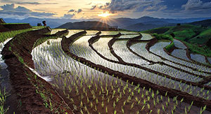 рисовые террасы